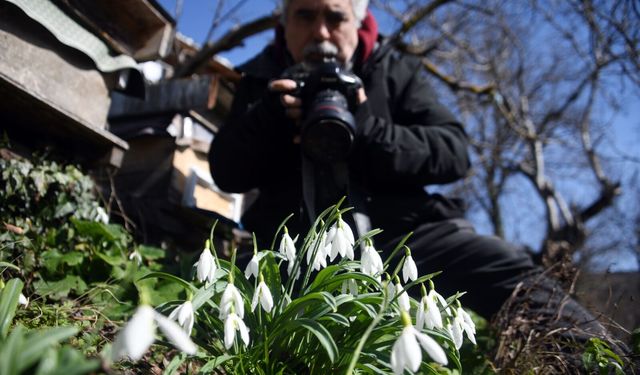 Kastamonu'da kardelenler bu yıl erken açtı