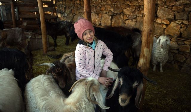 Kastamonu'da okuldan çıkar çıkmaz ahıra koşuyor: 8 yaşındaki Ceyda keçileriyle büyüyor