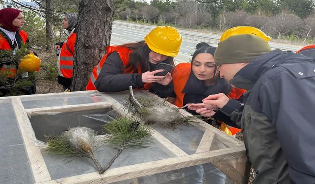 Kastamonu’da Orman Zararlılarına Karşı Mücadele Sürüyor
