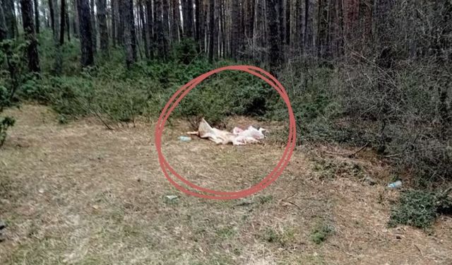 Kastamonu’nun ilçesinde skandal görüntü: Mesire alanına hayvan ölüleri bırakıldı