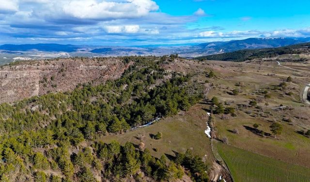 Kastamonu’nun yaylalarında kar eridi, yeşil örtü yeniden kendini gösterdi
