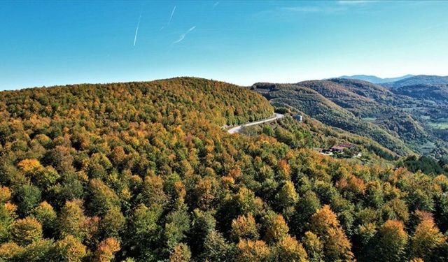 Resmi Gazete’de yayımlandı: Kastamonu dahil 21 ilde orman sınırı değişti