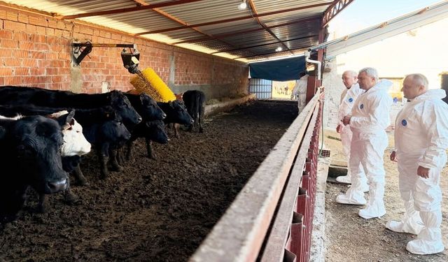 Taşköprü'de Hayvancılığa Yeni Nefes: İki Besiciye 30 Gebe Düve