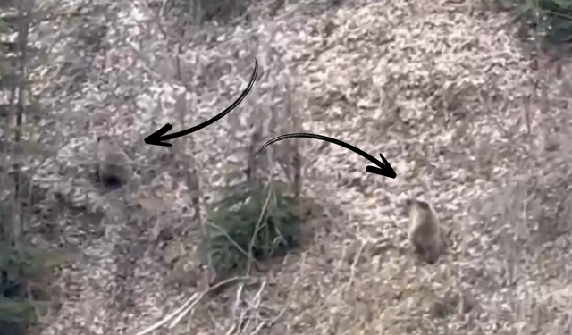 Kastamonu'da ayılar kış uykusundan uyandı