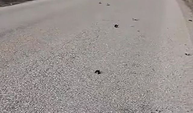 Kastamonu'da yol kenarında onlarca kuş ölü bulundu