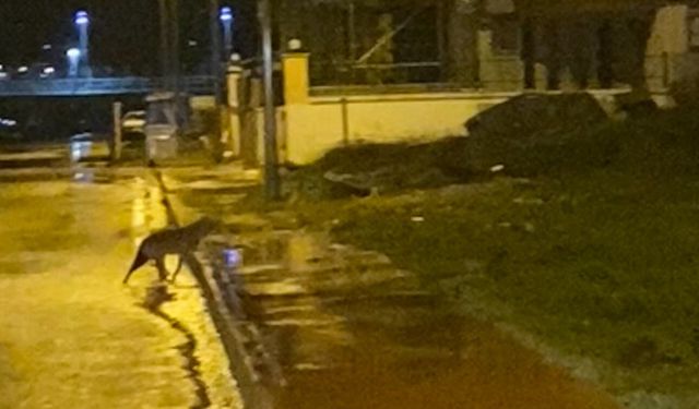 Domuz ve çakallar mahalle sokaklarında görüntülendi
