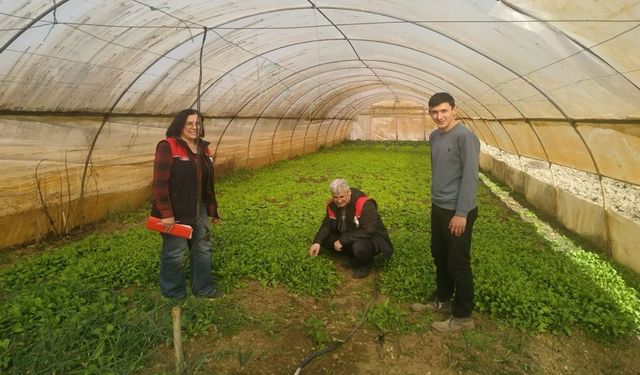 Kastamonu’da seralar mercek altında