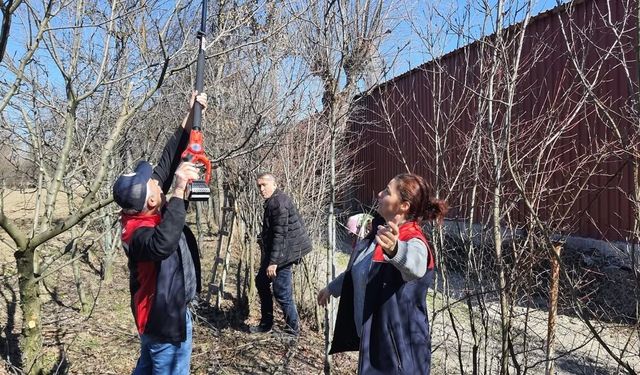Kastamonu'da meyve ağaçlarında budama teknikleri anlatıldı