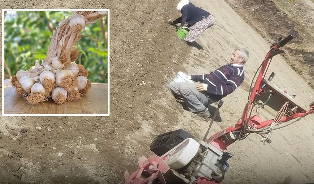 Tosya, pirinçten vaz mı geçti? Taşköprü sarımsağı, Tosya’da köklenecek!