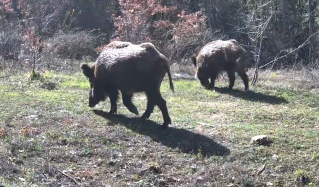 Yaban hayvanları fotokapanla görüntülendi
