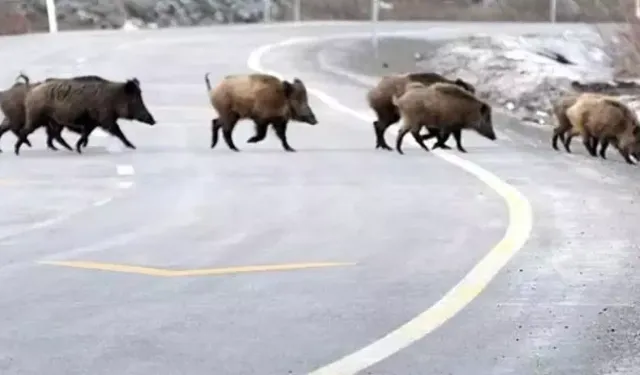 Taşköprü'de köy yolunda domuz sürüsü görüntülendi