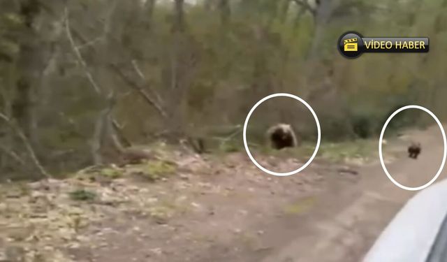 Kastamonu’da yaban hayatı kamerada: Karaca ve ayı ailesi görüntülendi