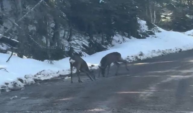 Kastamonu’da doğal hayat: Geyikler su içerken görüntülendi