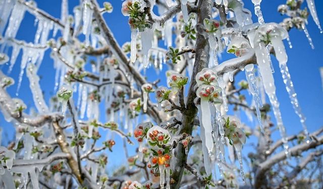 Kastamonu'da zirai don alarmı: Çiftçiler için kritik 5 gün başlıyor!