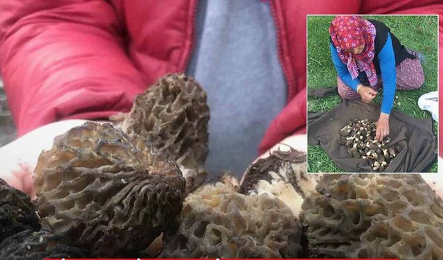 Servet kazandırıyor: Kilosu bin 500 lira!