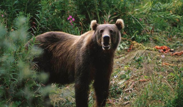 Kastamonu’da ayı paniği: Bozayı korku dolu anlar yaşattı