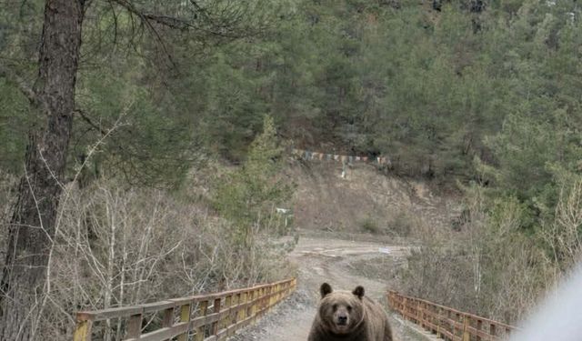 Kastamonu’da ayılar uyanmaya başladı