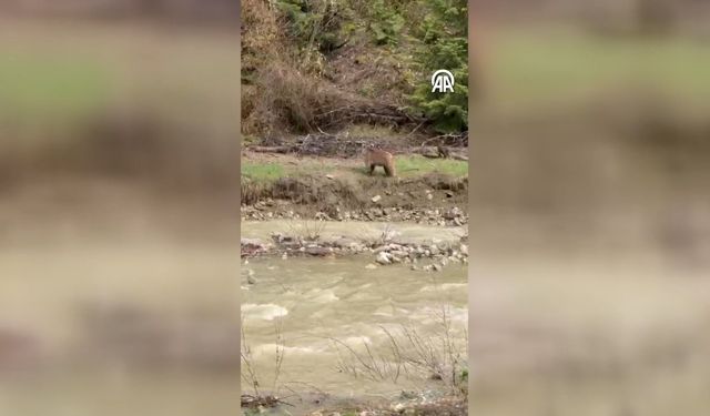 Kastamonu'da dere kenarına inen ayı görüntülendi