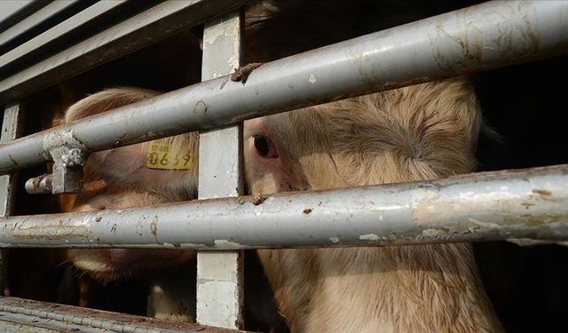 Kastamonu’da hayvan nakillerinde refah için eğitim düzenlenecek