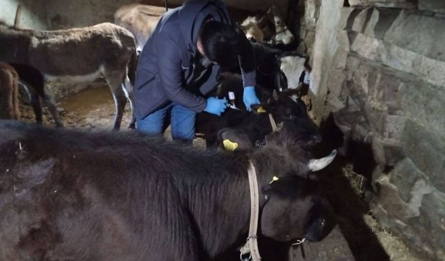 Kastamonu’da köy köy şap aşısı uygulaması sürüyor