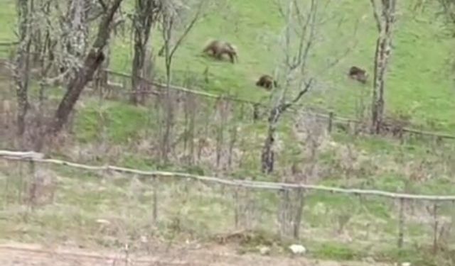 Kastamonu'nun ilçesinde 3 bozayı görüntülendi