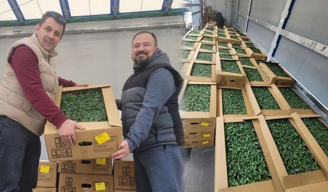 Kastamonu'nun ilçesinde çiftçilere yüzde 75 hibeli 147 bin fide desteği!
