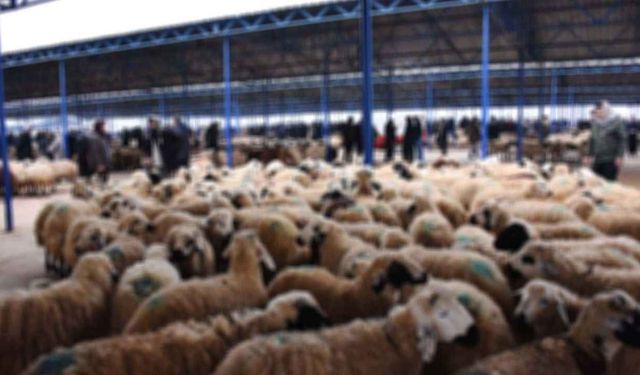 Taşköprü’de hayvan alım satımında dikkat: Kaymakamlıktan kritik uyarı