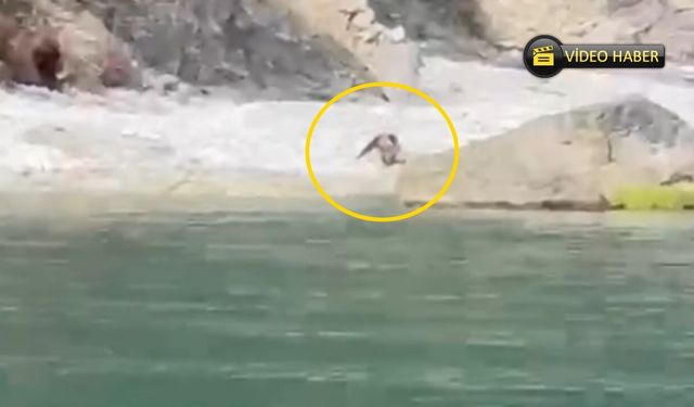 Kastamonu’da sahilde misafir var: Sahile inen ayı balık avladı!
