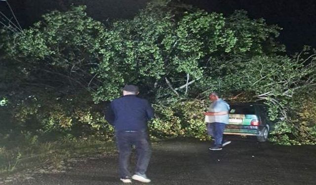 Şiddetli fırtına: Ağaçlar otomobillerin üzerine devrildi