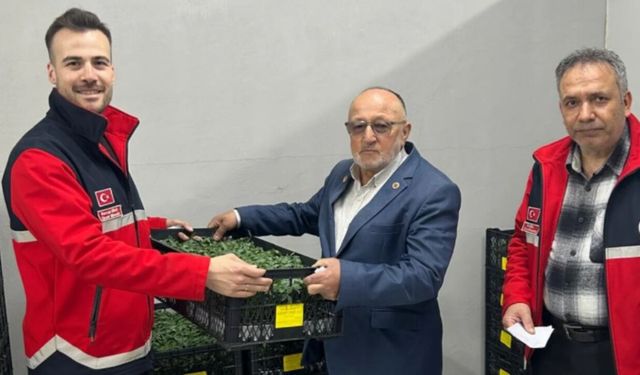 Bozkurt’ta üreticiye fide desteği: Binlerce fide dağıtıldı