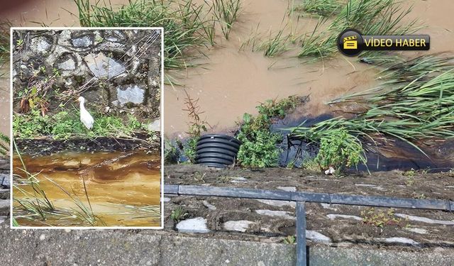 Yeni detaylar geldi: Kastamonu’dan Karadeniz’e kimyasal aktı!