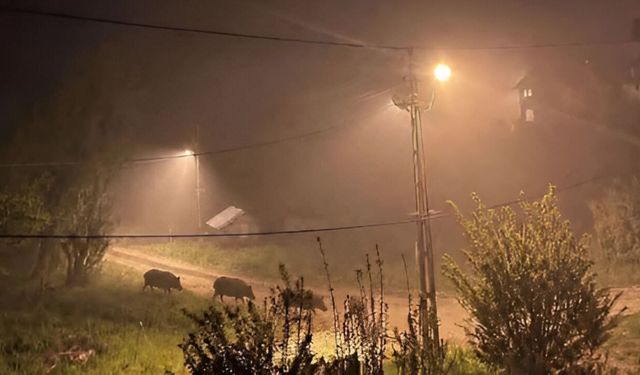 Devrekani’de gece saatlerinde panik! Domuz sürüsü ortaya çıktı