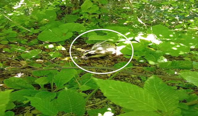 Kastamonu’da yakalandı: Nadir görülen 'Avrupa Porsuğu' kamerada