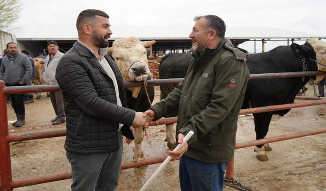 Kastamonu'da 850 kiloluk 'Polat'a rekor fiyat: Tam 340 bin TL