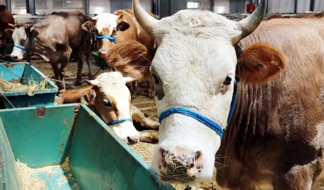 Hanönü’de Kurban bağışlarında dikkat çeken artış