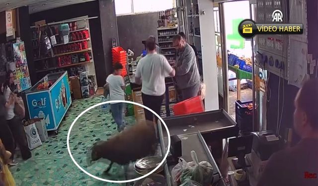 Kastamonu’da kurbanlık kaçtı, markete sığındı: O anlar kamerada