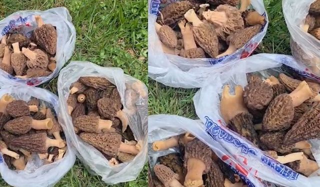 Hanönü’de kuzu göbeği bereketi