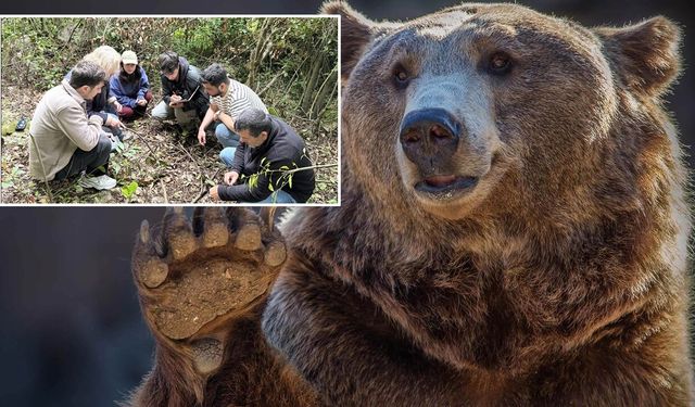 Kastamonu’da insan-bozayı çatışmasına çözüm aranıyor