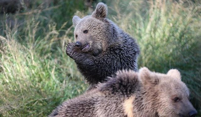 Kastamonu’da yavru ayılar görüntülendi: Doğada bahar hareketliliği
