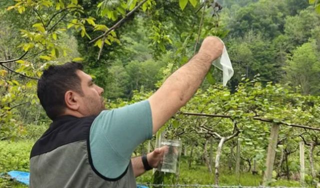İnebolu’da kestane ağaçlarını koruyacak önemli adım