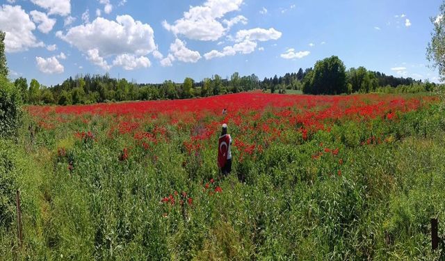 Kastamonu’da gelincik tarlası: İstiklal Yolunda kartpostallık görüntü