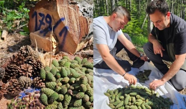 Kastamonu’da sürdürülebilir orman yönetimi için yeni adım
