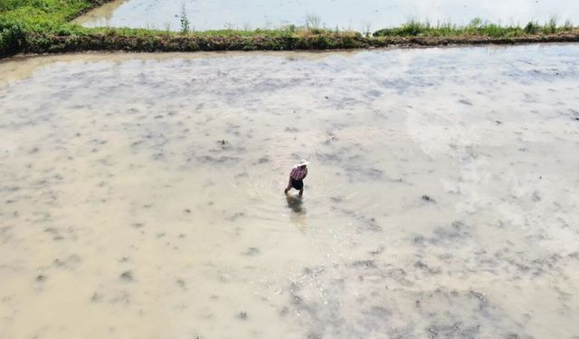 Kastamonu'da ekimine başlandı: Şeker hastaları da yiyebilecek