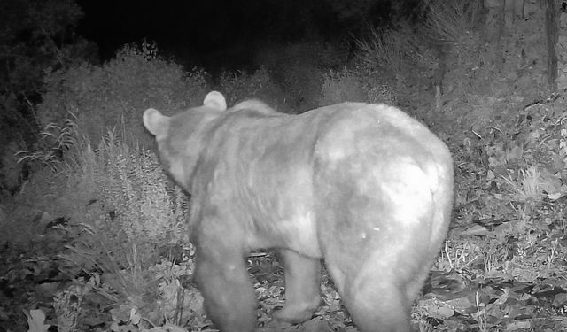 Kastamonu’da dev boz ayı ve çakal görüntülendi: ‘Tedirgin olduk’