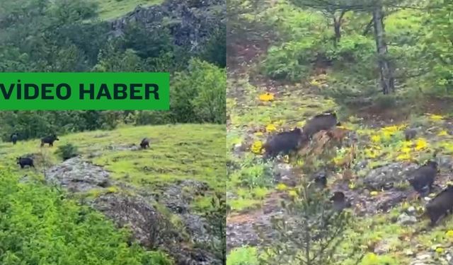 Kastamonu’da domuz sürüsü görüntülendi