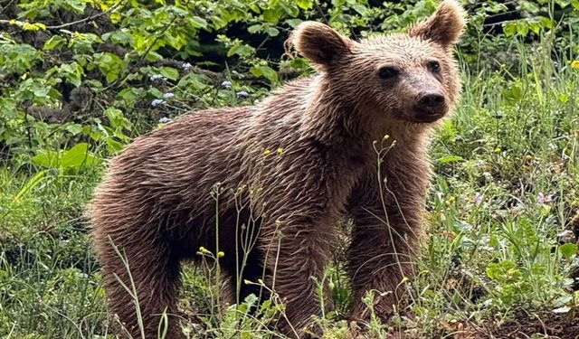 Kastamonu'da onlar artık her yerde: Görenler büyük heyecan yaşıyor