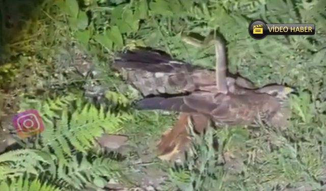Kastamonu’da nefes kesen anlar: Yılan ile şahin karşı karşıya geldi