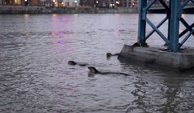 Taşköprü Gökırmak’ta nadir görüntü! Su samuru kameralara yansıdı