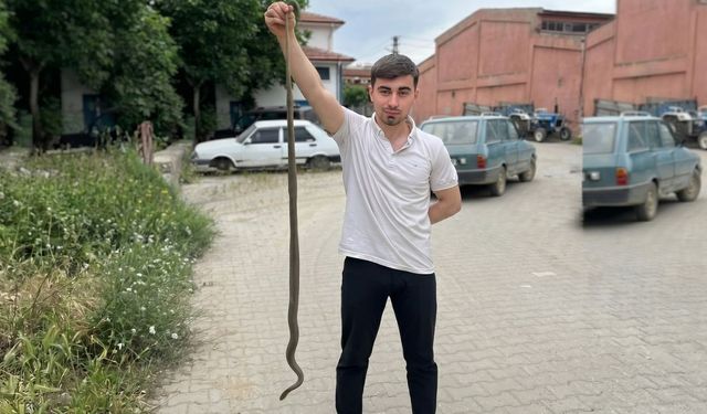 Taşköprü Sanayi Sitesi’nde şok görüntü! 1,5 metrelik yılan ortaya çıktı