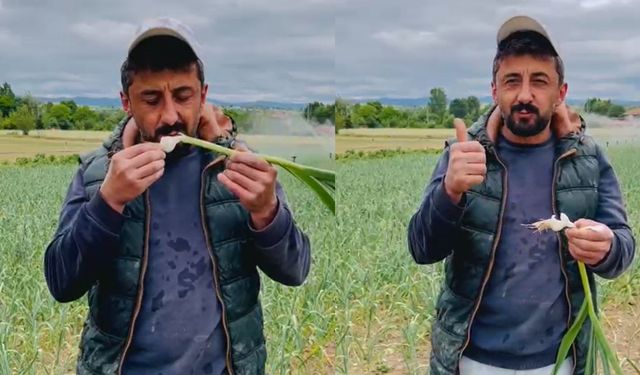 Taşköprü sarımsağında hasat öncesi sevindiren görüntü! Üreticiden güven veren paylaşım
